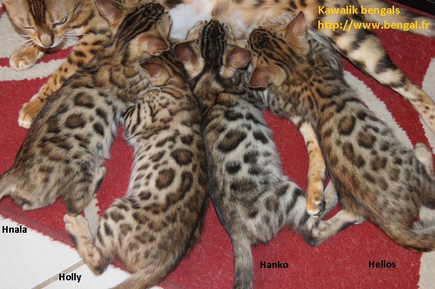 chaton bengal brown rosetted